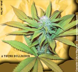 4538-bullrider02.jpg