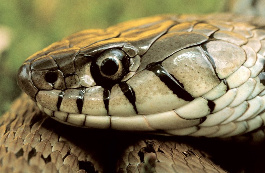 Grass_Snake_Head2.jpg
