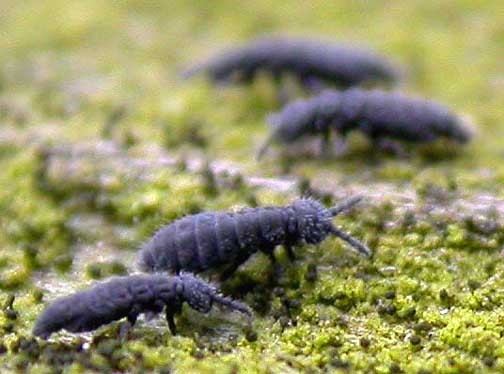 springtails-eating-algae2.jpg