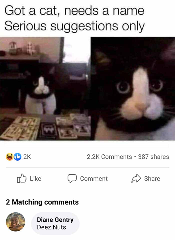 cat-nuts-joke1.jpg