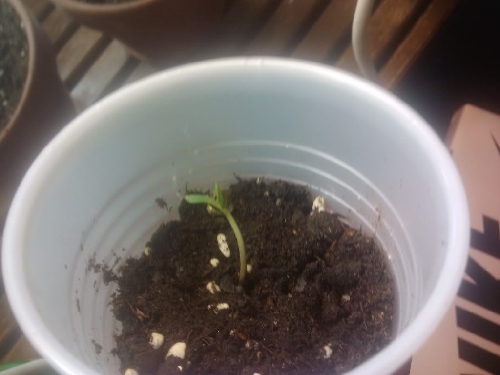 2011-07-24174132.jpg