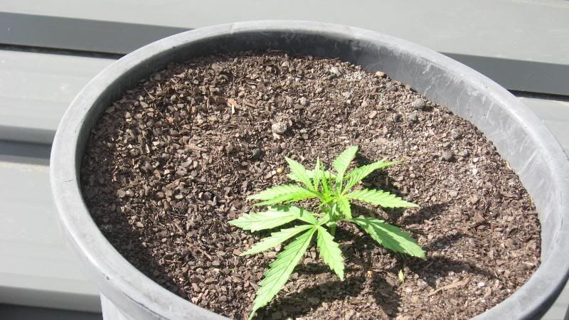PLANTS001.jpg