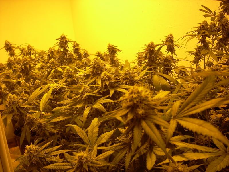 plantpics007.jpg