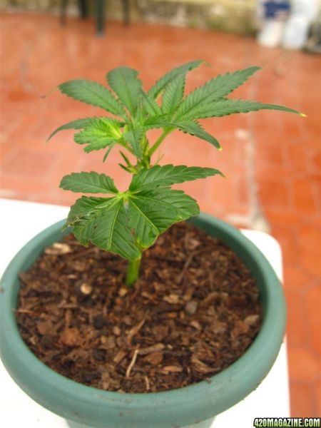 BB_CC_Clones_Sep18_013.jpg