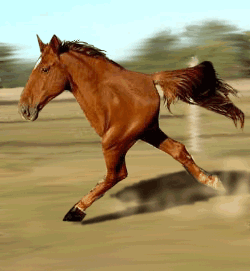 244074409_a25e0ec8bb_o.gif