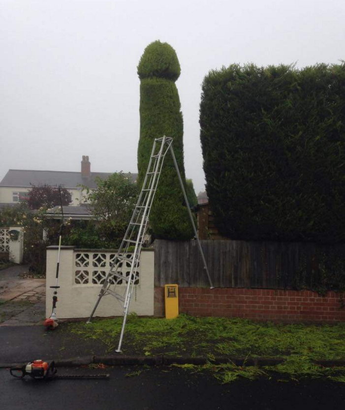 dick-hedge.png