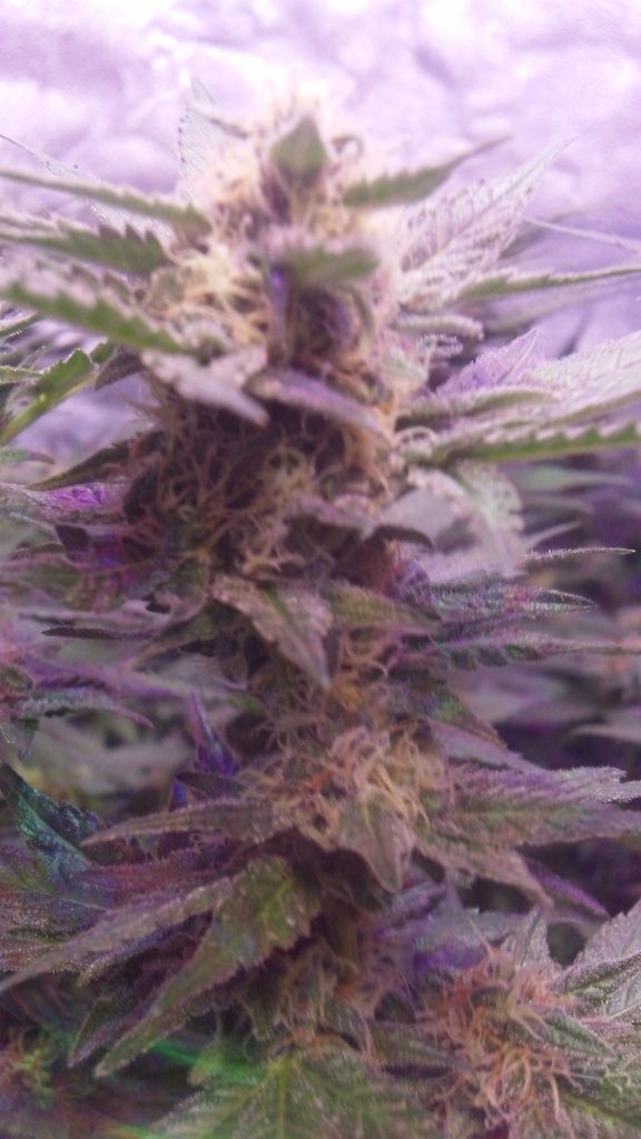 5%20-%20bud%20shots_zpsesuwc241.jpg