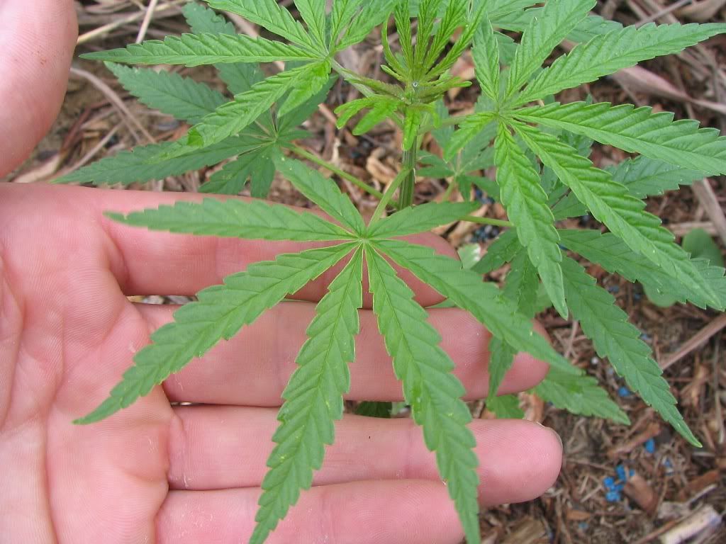 sativa.jpg