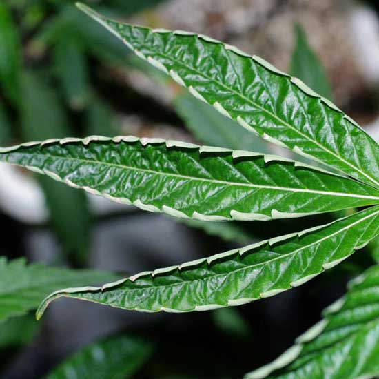 russet_mites-cannabis-leaf-curl.jpg