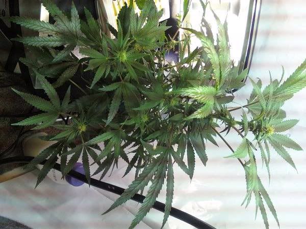 trees7weeks4.jpg