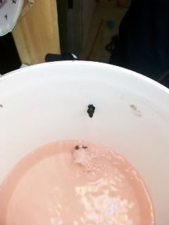 100_1080.jpg