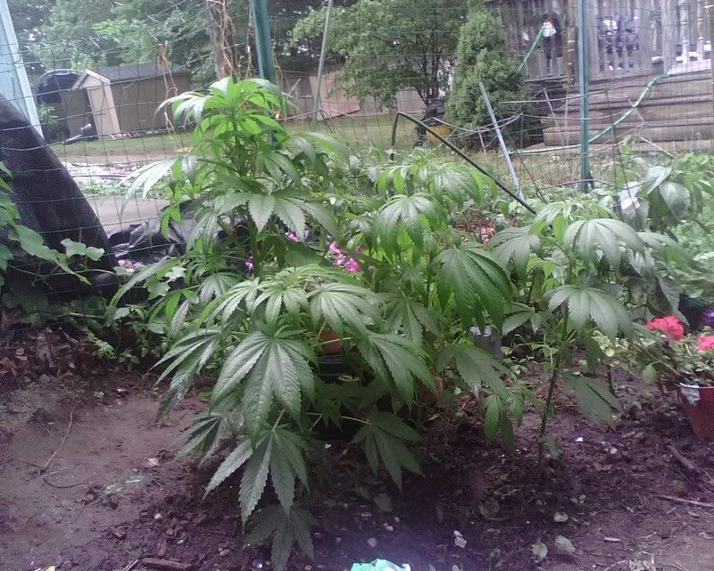 IMG00152.jpg