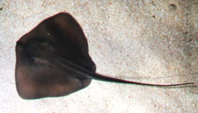 StingRay.JPG
