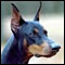 doberman_60.jpg