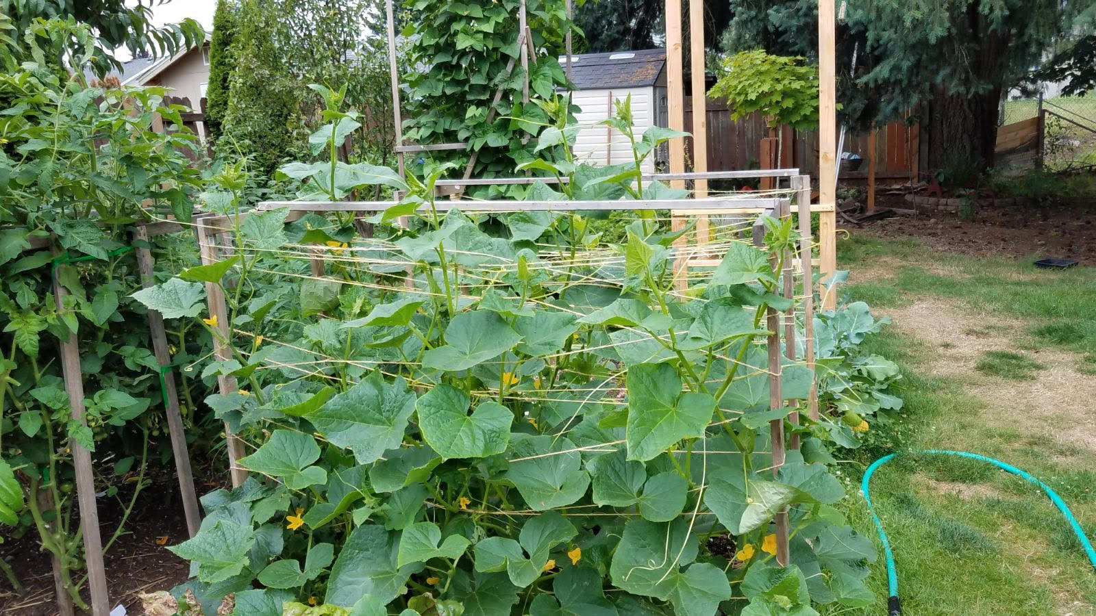 cucumber717.jpg