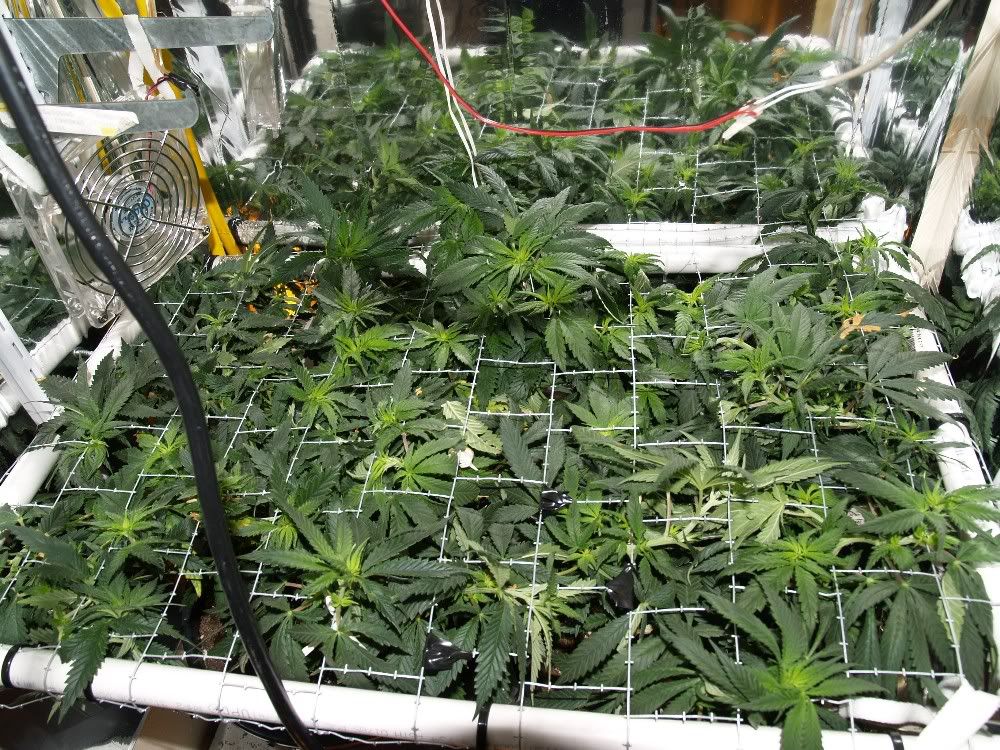 SCROG_83.jpg
