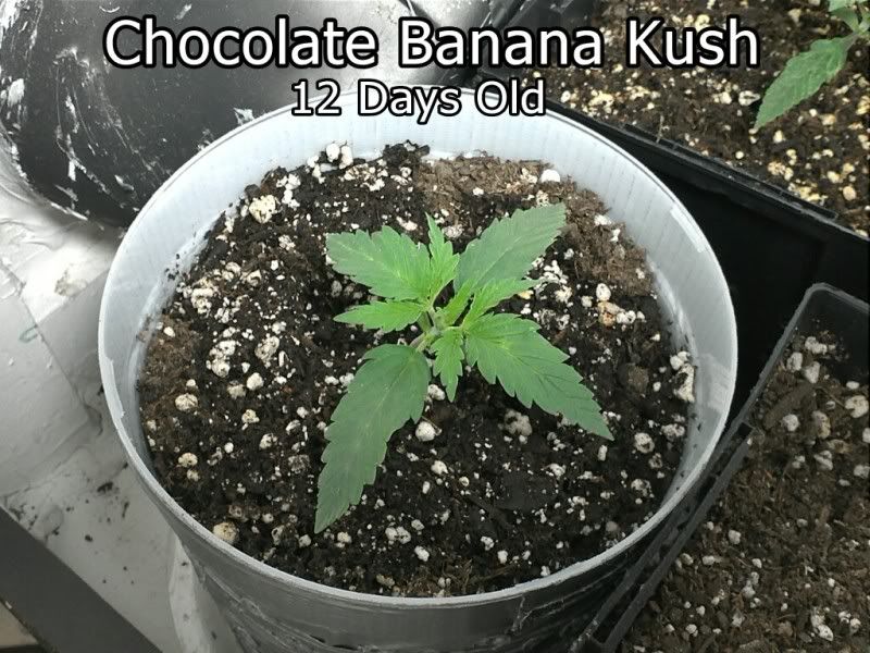 1332899715-picsay.jpg