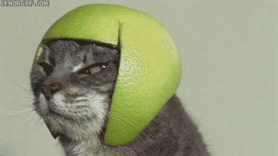 tumblr_mw7f0dPawi1s6zqxvo1_400.gif