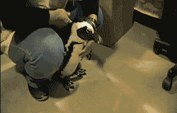 gifs_07.gif