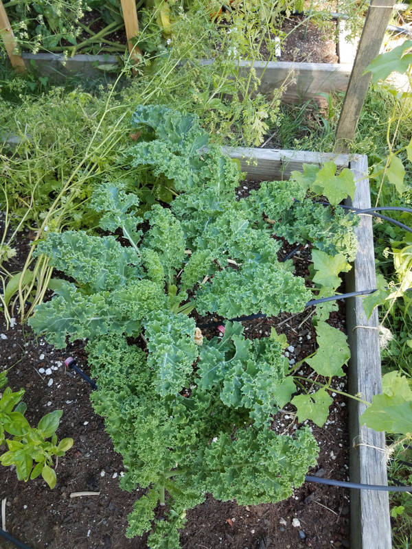 kale5a.jpg