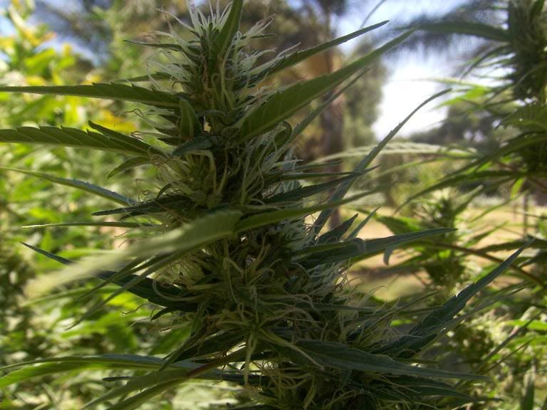 BUD1.jpg