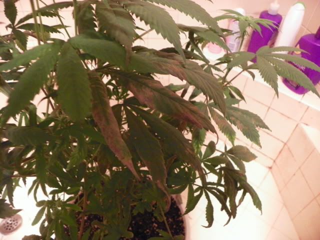 107_0233.jpg