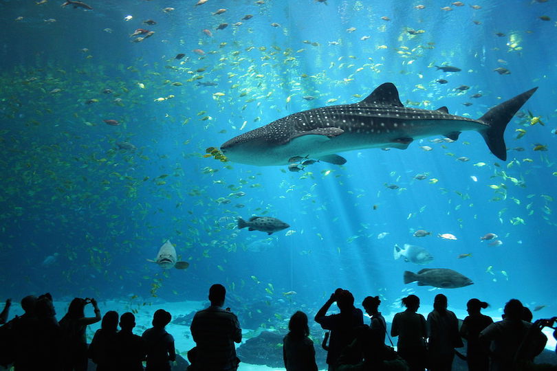 georgia_aquarium.jpg