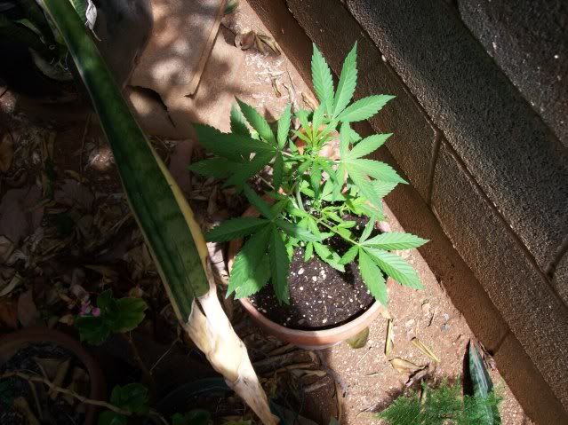 100_08471.jpg