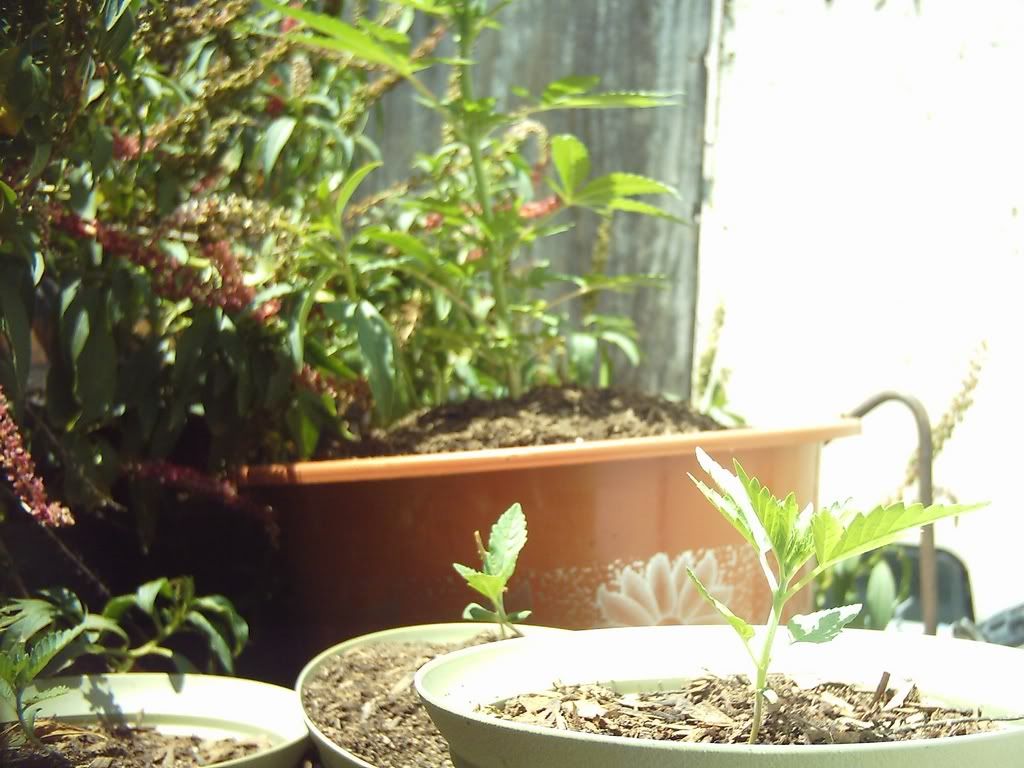 plant45-1.jpg