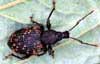 pests_vineWeevil.jpg