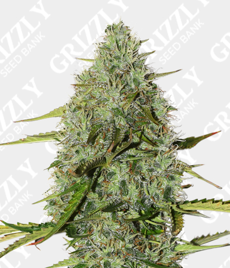 grizzly-cannabis-seeds.co.uk