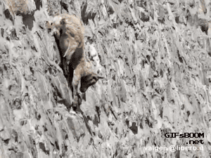 Animals goat GIF on GIFER - by Nilarad