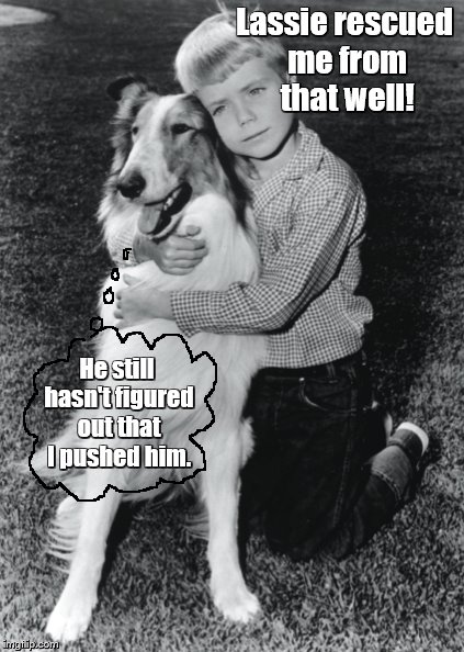 lassie Memes & GIFs - Imgflip