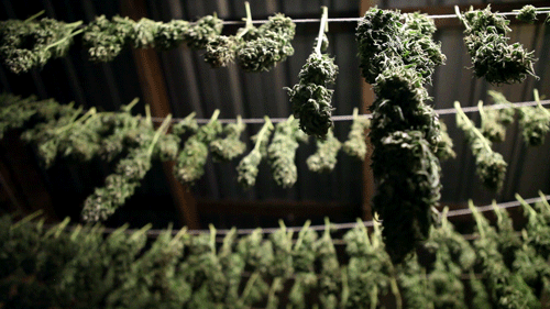 Image result for mountain of marijuana gif