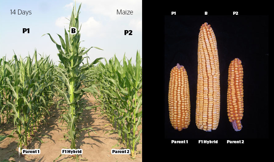 Гибрид первого поколения f1. Полиплоидия кукурузы. Гетерозис кукурузы. Гетерозисный гибрид. Гибридизация кукурузы.