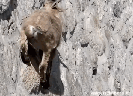 27 Incredible Animals With Real Superpowers | Gif, Steinbock