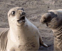 Seals GIFs | Tenor