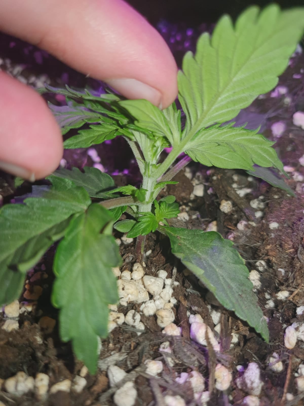 r/SpaceBuckets - What could be wrong with my plants?