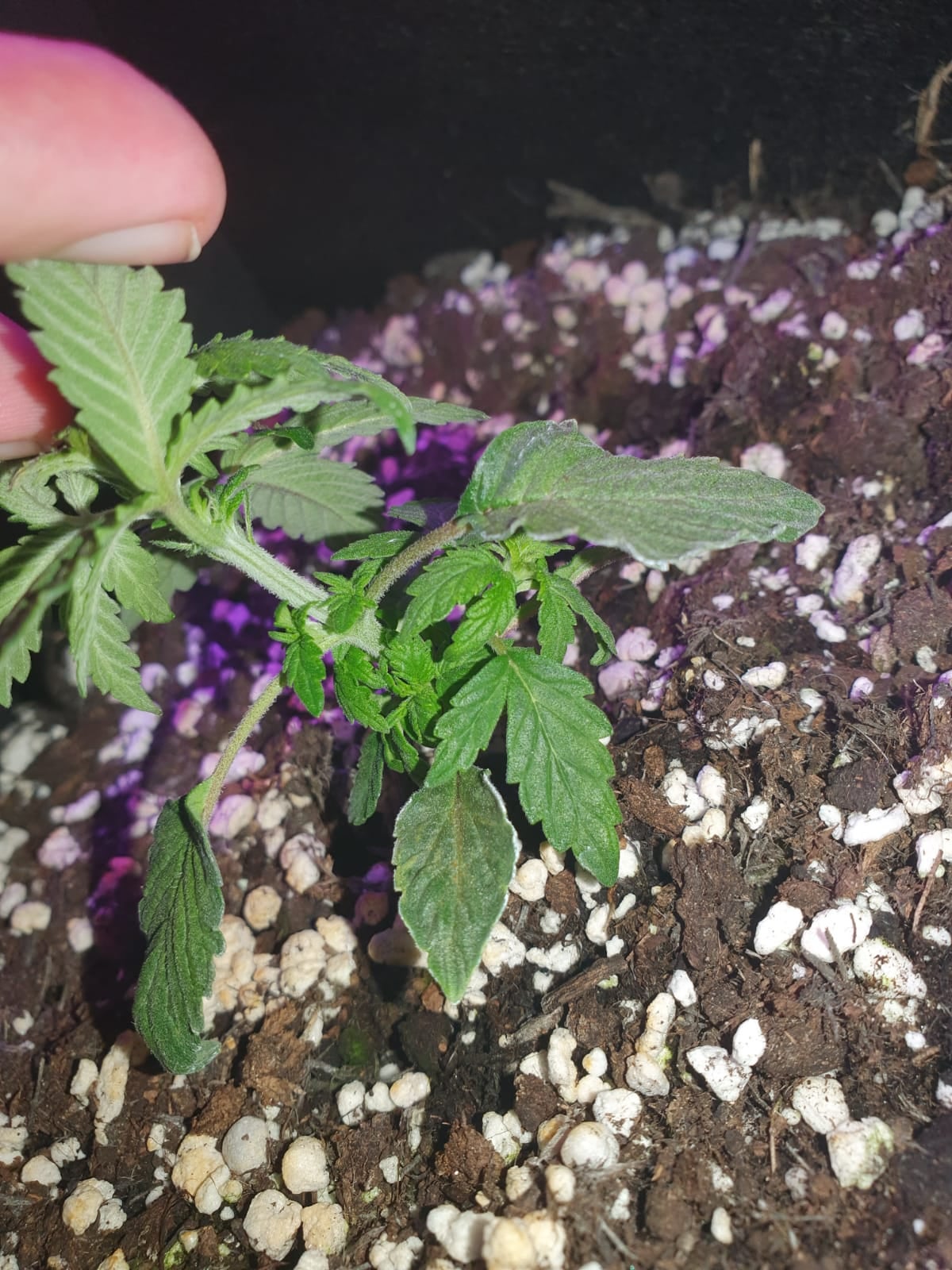 r/SpaceBuckets - What could be wrong with my plants?