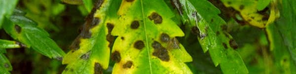 Yellow leaf spots on Cannabis plant 